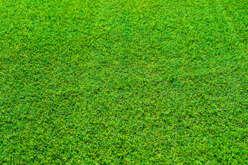 Fototapeta premium Green grass public park background with selective focus