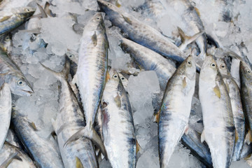 Frozen fish, Fresh fish in Thailand market