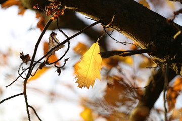 Autumn / The last yellow leaf
