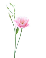 Obraz na płótnie Canvas Light pink flower of Eustoma isolated on white background