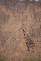 Giraffe