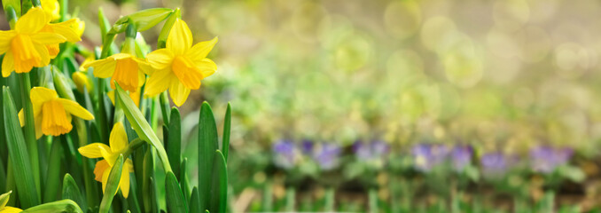  beautiful daffodil in blured green background in panoramic size 