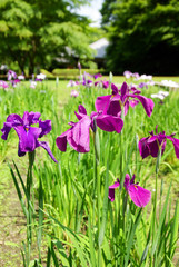 花菖蒲花壇