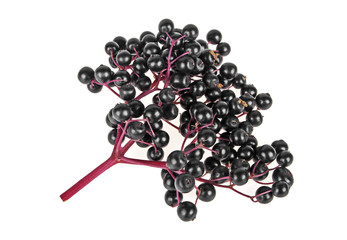 Black elder berries on a white background