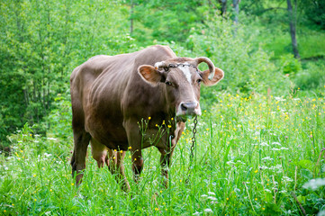 brown cow grazes on Carpathian mountains meadow