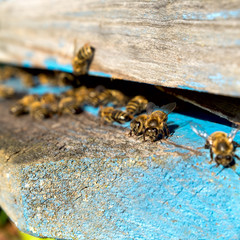 Life of Worker Bees. The Bees Bring Honey.