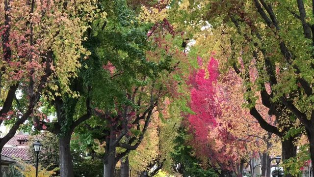 4K HD Video of Liquid Amber, or American sweetgum trees in Autumn lining a quiet residential street zooming in on leaves falling 