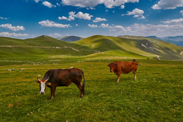 Fototapeta na wymiar Cows eating fresh grass in mountain valley