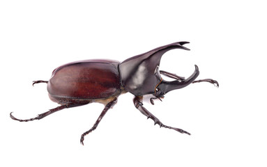 Rhinoceros beetle, Rhino beetle, Hercules beetle, Unicorn beetle, Horn beetle isolated
