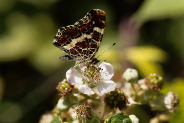 Map butterfly (Araschnia levana)
