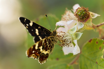 Map butterfly (Araschnia levana)