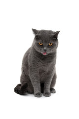 gray cat of Scottish breed isolated on white background