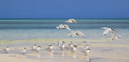 envol de sternes royales sur le littoral de cuba