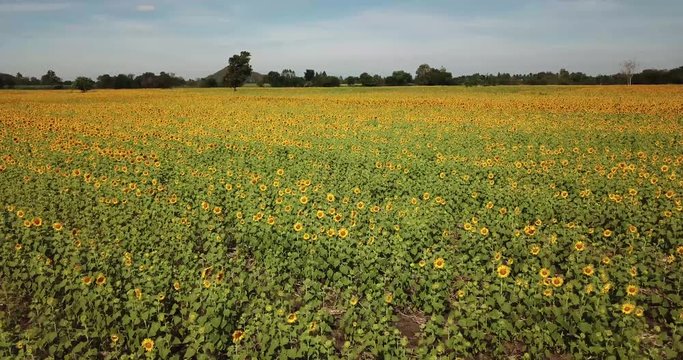 Aerial 4k from drone: beautiful sunflower fields in Lop Buri, THAILAND  