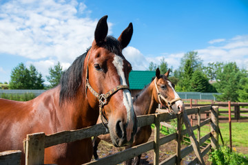 A horse ranch with horses standing along a fence