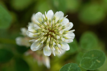 White Clower (Trifolium repens)