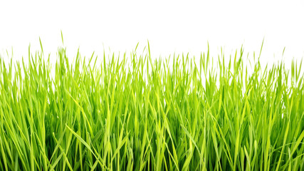 Fototapeta na wymiar wheatgrass plant on a white background.