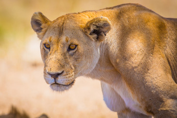 Close up of one large wild lioness in Africa
