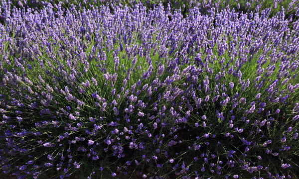 Fototapeta plants et brins de lavandin du massif du Lubéron