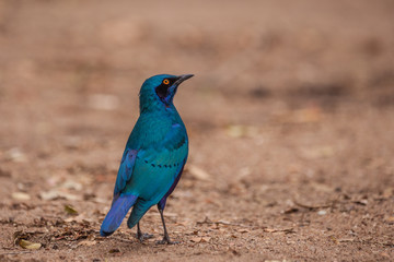 Grünschwanz-Glanzstar