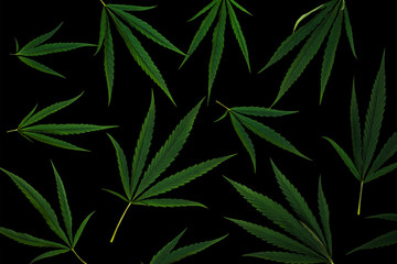 Naklejka na ściany i meble Leaves of cannabis isolated on black background