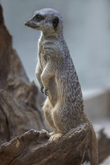 meerkat