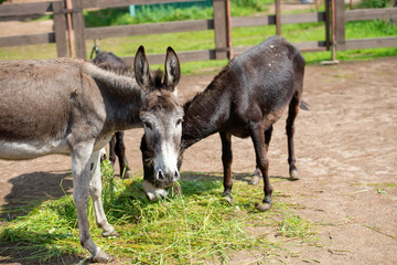 Naklejka na ściany i meble Donkeys on the farm eat grass