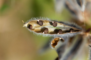 Seeds of a narrow leaved lupin