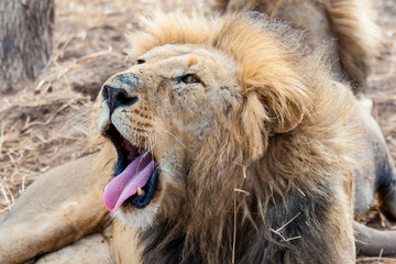 Yawn