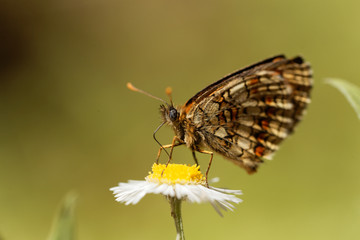 Heath fritillary (Melitaea athalia)