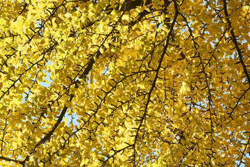 イチョウの黄葉