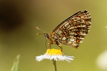 Heath fritillary (Melitaea athalia)