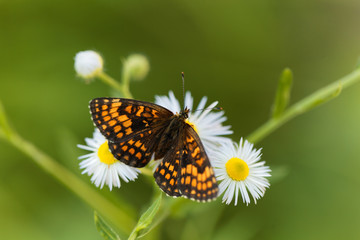 Heath fritillary (Melitaea athalia)