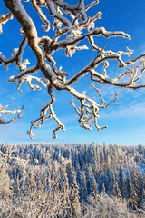 Evergreen forests in winter