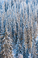 Fototapeta premium Coniferous forest with snow in the landscape