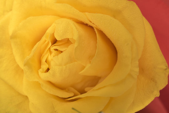 beautiful flower yellow rose