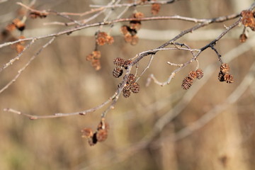 Alder (alnus incana) raceme 