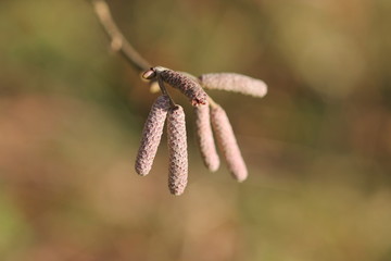 Common hazel raceme 
