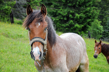 Fototapeta premium Horses graze on pasture on Carpathian mountains meadow in summer