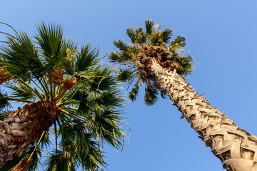 Obraz premium High coconut palm tree on blue sky