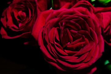 macro red roses