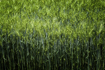 Barley growing in field