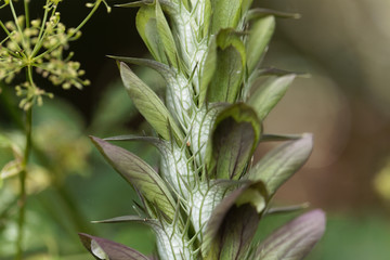 Obraz premium Bear breeches, Acanthus mollis