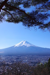 Fototapeta premium 富士山と松の木