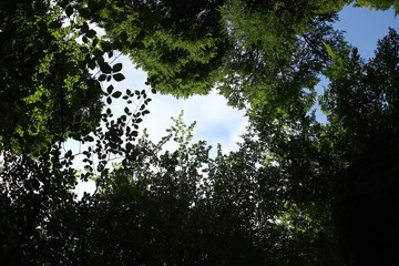 Tumbado bajo las hojas divisando el cielo