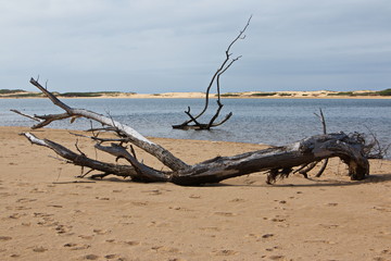 Treibholz am Strand in Marlo in Australien