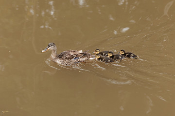 Female Mallard with ducklings
