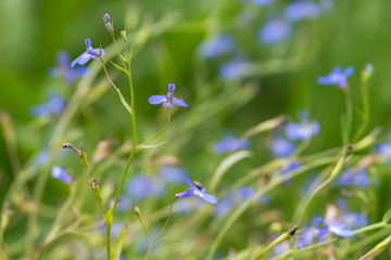Голубые цветы однолетней лобелии эринус (Lobelia erinus) на зелёном фоне.