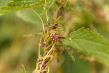 Greater dodder, Cuscuta europaea
