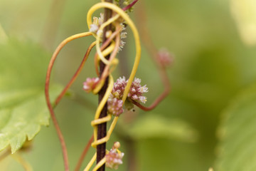 Greater dodder, Cuscuta europaea